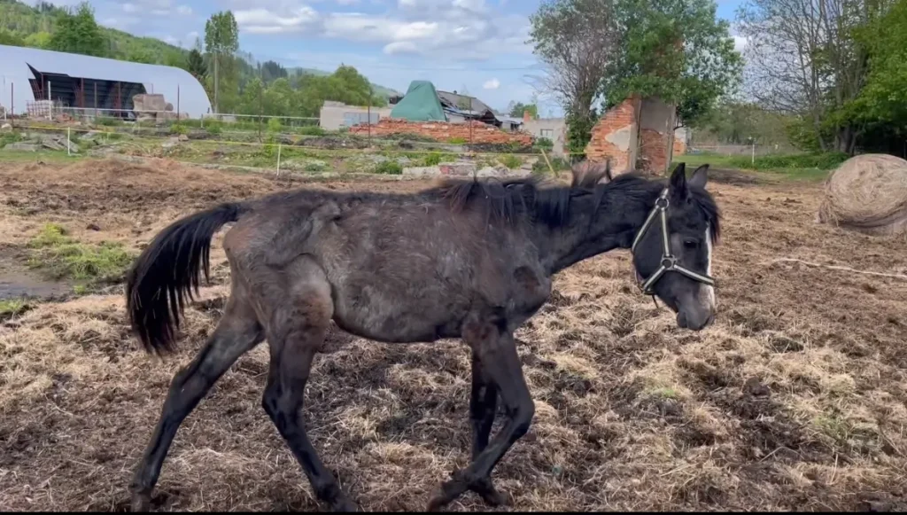 Vyhladovaný kôň v zanedbanom stave na vidieku